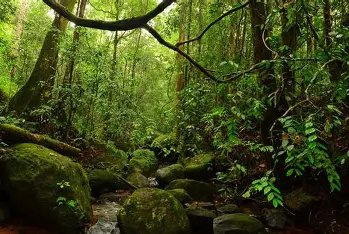 Cultural performances